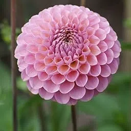 Radha Krishna Agriculture® Imported Dahlia Flower Bulbs lite pink shade 2 | Fragrant Flowers Planting Bulb For all season Outdoor And Indoor Gardening Pack of 3-image-55