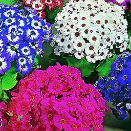 LIVE GREEN Flower Seeds | Cineraria Mix Color Flower Seeds (100 seeds pack)-image-69