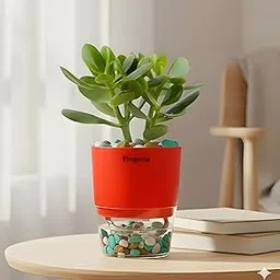 Natural Original Green Jade Crassula Ovata Lucky Bonsai Feng Shui Plant with Self Watering Pot - Small 4 Inch (Crassula Plant)-picture-17