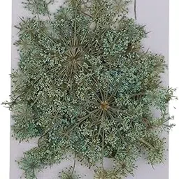 bnf® 2x6 Pieces Natural Real Pressed Dried Flower Carrot Flowers for Craft Sky Blue | Dried Flowers | Dried Botanicals & Potpourri | Floral Crafts | Home Arts & Crafts-picture-15