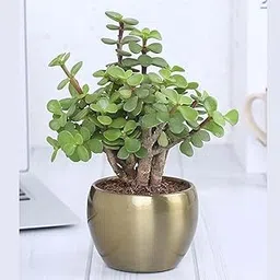 Live Jade Plant (Crassula Ovata), Indoor/Outdoor Succulent, 20 cm Height, Without Pot-picture-21