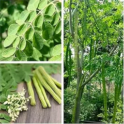 Green Drumstick/Moringa Oleifera (Sahajan Falli ke beej) Vegetable Seeds Pack Of 30 | Organic | for Planting in Home Kitchen Terrace Balcony Gardening-picture-13