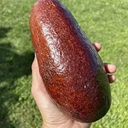 Royal Paradise Garden Rare Hybrid Red Avocado Grafted Live Plant 1 Healthy Live Plant-image-3