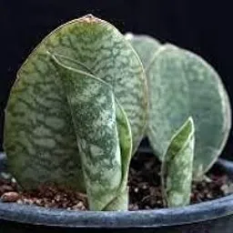 Greenursery sansevieria live Indoor Plant For Home and Garden with Pot (Pack of 1) (Sansevieria Masoniana Mason Congo)-picture-28