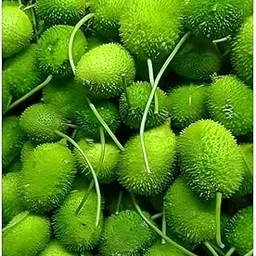 Spine/Teasel Gourd Seeds, Kantola Vegetable Seeds, Pice of 10-picture-31