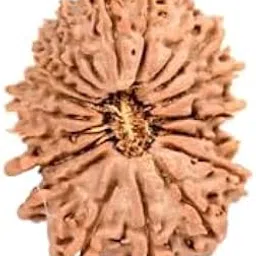 astro cart Eighteen Face Rudraksha Labb Tested 18 मुखी नेपाली रुद्राक्ष Oval Shape 18 Mukhi Rudraksha Nepal Original Genuine Attharah Mukhi Rudraksha Pendant For Men-picture-26