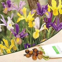 Mphmi Seedless Plant Flower Bulbs Plants Iris Xiphium, Dutch Iris (Mix Color) - Bulbs (set of 5)-image-74