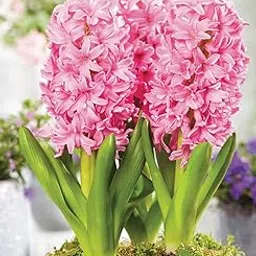 Hyacinth Double Imported Flower Bulbs for Home and Gardening Pack of 1 Bulb (PINK) image 1