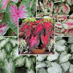 Andhagnai Greens Imported Flower Bulbs Caladium/Elephant Ear Rosebud Beautiful Colors for Gardening - Pack Of 5 Bulbs-picture-19