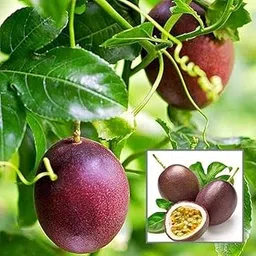Japanes Passion Fruit Helthy live Plant, (Pack 1 Live Fruit Plant)-image-58