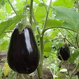 Black Beauty Brinjal Hybrid Seeds 50 Seeds Pack for Home Gardeners-picture-23