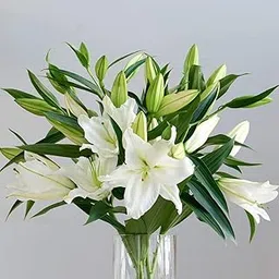 LIVE GREEN Oriental Lily Lilium Imported Large Flower Bulbs in Flower Sweet Fragrance (2 Bulbs Oriental Lily Asteria)-image-84
