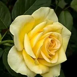 Royal Paradise Garden"Pineapple Yellow" Rose Flower Plant Home Garden Plant 1 Grafted Rose Live Plant-picture-34