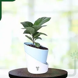 YoursPlants Ficus Lyrata Bambino in Self-Watering Pot-4Inch Compact & Stylish Indoor Plant - Easy Care Air Purifier image 1