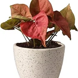 Amit Plant Cafe Indoor Good Luck Syngonium Pink Live Plant – Air-Purifying & Decorative Houseplant with Pot | Easy to Maintain, Feng Shui Plant for Home & Office (Pack of 1)-image-62