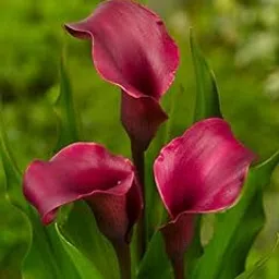 Radha Krishna Agriculture® Calla lily imported flowers bulbs for Your Garden | Dark pink color Calla lily Flowering Plants Bulbs | all season Flowering bulb for Planters pack of 1 bulb-image-28