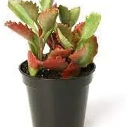 Kalanchoe Red flowering plant (Pack of 1 Healthy live plant)-image-27