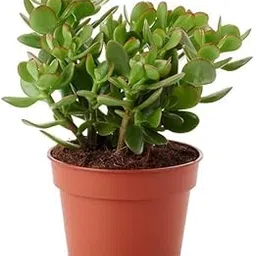 Jade Plant - Live Indoor Plant | Easy Care & Low Maintenance | Perfect for Home & Office Decor-image-84