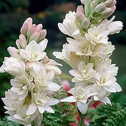 Rajnigandha Double Flowering 20 Bulbs Fragrant Polianthes Flower Bulbs/Seeds-picture-17
