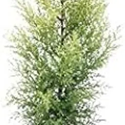 Mphmi Plants Juniper Golden Juniperous Erecta - Plant Cedar, Juniperus communis, the common juniper-image-8