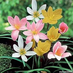 plantogallery Zephyranthes/Rain Lily Multi-Color Flower Bulbs - Pack of 20 Bulbs by (PLANTOGALLERY)-picture-44