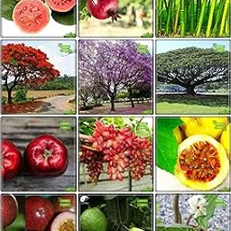 Creative Farmer Best Collection Combo Fruit & Fruit : Apple, Grape, Passion Fruit - Yellow, Passion Fruit - Violet, Thailand Guava, Bamboo, Jacaranda, Delonix Regia, Coco Tamarind, Coral Jasmine, Lemon Guava, Pomagranate Kitchen Garden Pack-picture-11