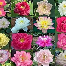 Indian Gardens - Lotus live Tubers | Live Plant | Aquatic plants | (Pack of 10)-picture-27