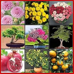Creative Farmer Summer Seeds Combo Flower Seeds & Fruit : Pomagranate, Lemon Seeds, Orange, Flame Tree, Pride Of India, Copperpod, Dahlia -Pompon, Drum Stick Globosa, Daisy-Dbl Mixed Kitchen Garden Pack-picture-34
