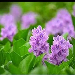 THE GREEN VIEW GARDENS Live PlanT Water Hyacinth Water Cabbage Rare Aquatic Flower Plants PackOff 5-picture-19