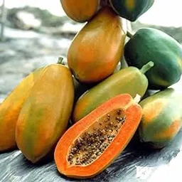 papaya seeds for planting Pack Of 250-image-41