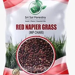 Red Napier Grass Seeds for Cow - 500G-picture-15
