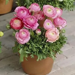 Ranunculus Flower Plant Live Pot BY Zabbus Pink image 1