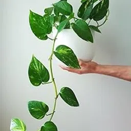 Money Plant Live Indoor Outdoor – Perfect Green Gift for Home Décor & Office Desk – Natural Air Purifying Lucky Plant-picture-19