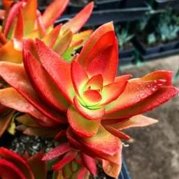 PlantaZee CRASSULA Campfire Rare Plant-image-2