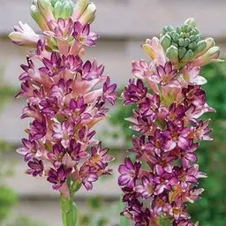 Oakwood Farms� Imported Rajnigandha Pink Color Tuberose Flower Bulbs For All Season Gardening (Pack Of 3 Flower Bulbs)-picture-26