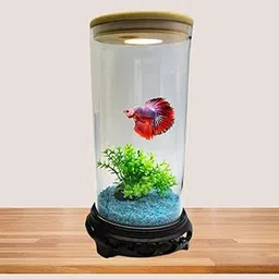 Premier Plants Mini Fish Tank in High Definition of 4K Transparency for Small Fishes, Shrimps, Turtle, Betta Etc with LED Light, Free Sand Suitable for Home and Office Decoration (TP-10)-picture-49