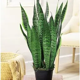 SNAKE PLANT GREEN INDOOR OUTDOOR ORGANIC HYBRID PLANT-picture-26