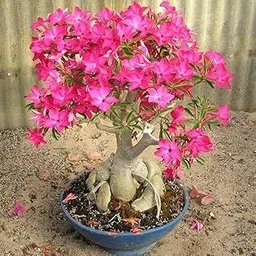 Desert Rose Adenium Plant, Pink Flowers, Bonsai Style with Thick Trunk, Live Indoor Succulent (Pack Of 1)-image-47