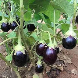 Brinjal Plant pack of 25 seeds-picture-30