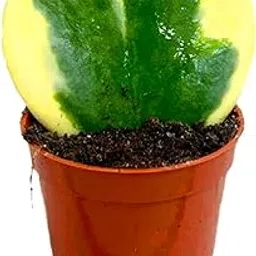 Hoya Kerrii Heart Shaped Succulent Live Plant-picture-28