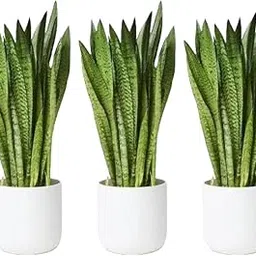 Vamsha Nature Care Indoor Plant | Good Luck Snake Plant pack of 3 | Snake Plant Indoor Live Plant | Sanseveria Plant No Pot | Office Desk Balcony | Indoor Plants For Living Room-image-77