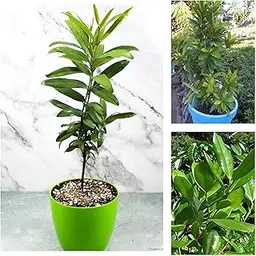 All Spice Live Plant – Sarva Sugandhi “Kerala Variety” with Cinnamon, Nutmeg & Clove Aroma – Healthy Culinary Herb Plant (Pack of 1)-image-3