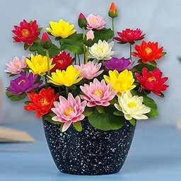 Bold Byte Lotus Flower Seeds - 100% Germination Kamal Gatta, All Color Water Lily Seeds for Outdoor Balcony, Gardening & Religious | Lotus Seeds for Planting (100)-picture-43