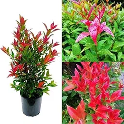 Syzygium Christina Live Plant, Evergreen Red Leaf Shrub for Indoor and Outdoor Garden, Air Purifying Ornamental Plant Without Pot, Perfect for Home Balcony Landscaping-picture-32