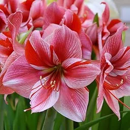 LIVE GREEN Dutch Amaryllis Lily Double Flower Bulbs Multi-Color Pack of 5 Bulbs (PL-0SEED11)-image-62