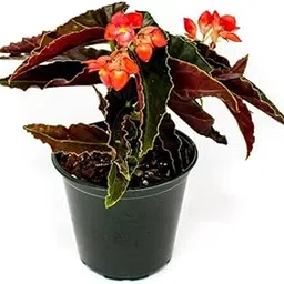Mphmi Plants Live Begonia Pink Long - Angel Wing Begonia Torch Red-picture-22