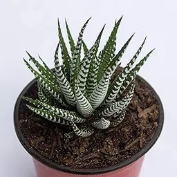 Rudyn Gladioli Farm, Haworthia Attenuata Zebra,live Zebra succulent (1piece)-image-17