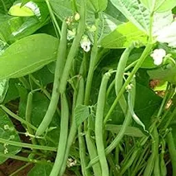 ARKA SARATH FRENCH BEANS HYBRID DISEASE RESISTANT SEEDS (10 SEEDS)-picture-39