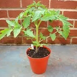 Tomato live plants for home garden (pack of 3)-picture-42