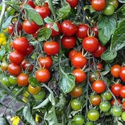 Tomato live plants for home garden (Pack of 6)-picture-20